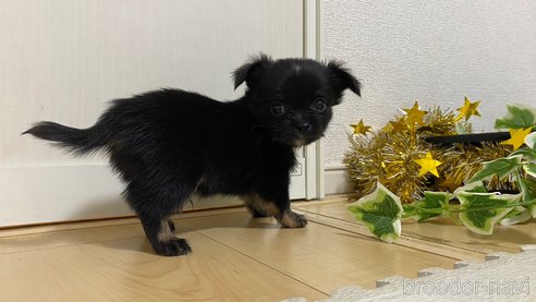 成約済の兵庫県のチワワ(ロングコート)-283693の5枚目